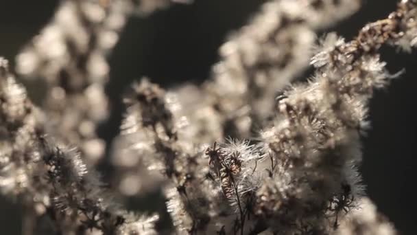 秋の自然。風の中の植物を乾燥させます。クローズ アップ。秋の草の背景。自然の背景. — ストック動画