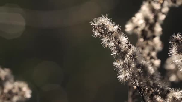 Φθινοπωρινή φύση. Ξηρό φυτό στον άνεμο. Γκρο πλαν. Ιστορικό Φθινοπωρινό χόρτο. Φύση φόντο. — Αρχείο Βίντεο