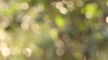 Arka plan, güzel bokeh, mandalina şubeleri aracılığıyla güneş ışınlarının