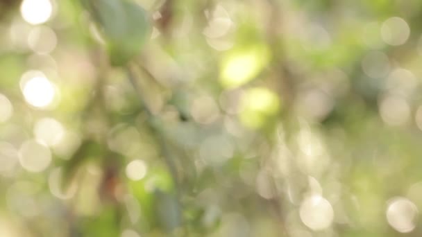 Abstract background, beautiful bokeh, rays of sunshine through mandarin branches — Stock Video