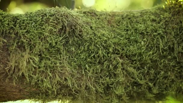 Aan de tak van een Mandarijn boom een mooie groene mos, tegen een achtergrond van stralen van een warme zon — Stockvideo