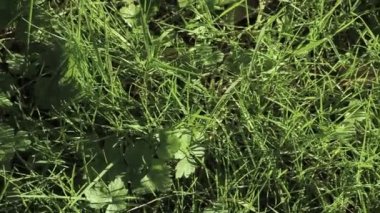 Taze yeşil çim Bahçe veya çim üzerinde büyüyen sulu