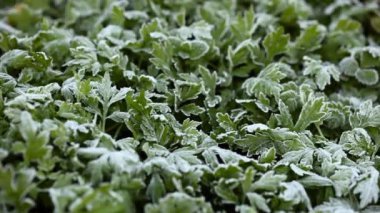 Yeşil çim frost, sabah frost içinde büyüyen