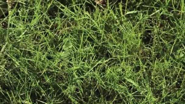 Свіжий соковитий зелений трав'яний сад або на газоні — стокове відео