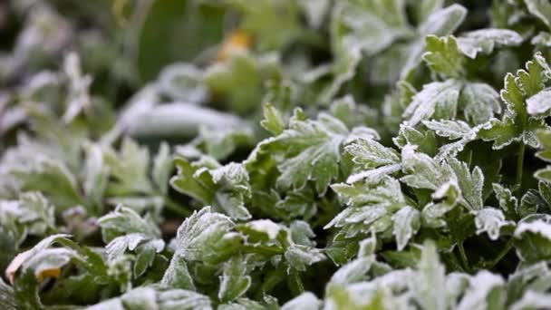 Green growing grass all in frost, morning frost — Stock Video