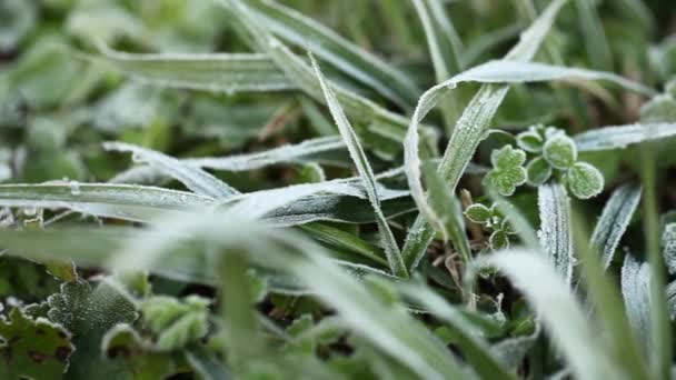 Πράσινη καλλιέργεια χόρτου σε παγετό, παγετός το πρωί — Αρχείο Βίντεο