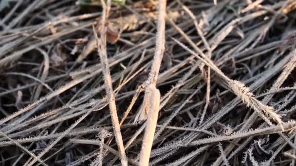 Trockenes Gras bei Frost, Morgenfröste im Herbst — Stockvideo