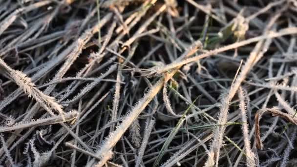 Trockenes Gras bei Frost, Morgenfröste im Herbst — Stockvideo