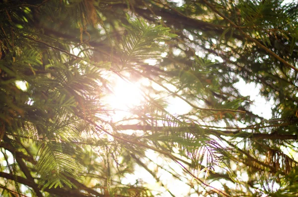 绿树, 阳光明媚的早晨 — 图库照片