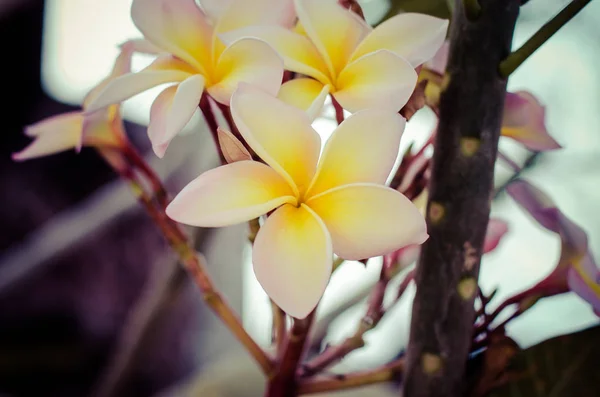 Flor tropical frangipani branca, flor de plumeria florescendo na árvore — Fotografia de Stock