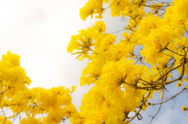 Sarı tabebuia çiçek