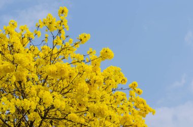 Sarı tabebuia çiçek