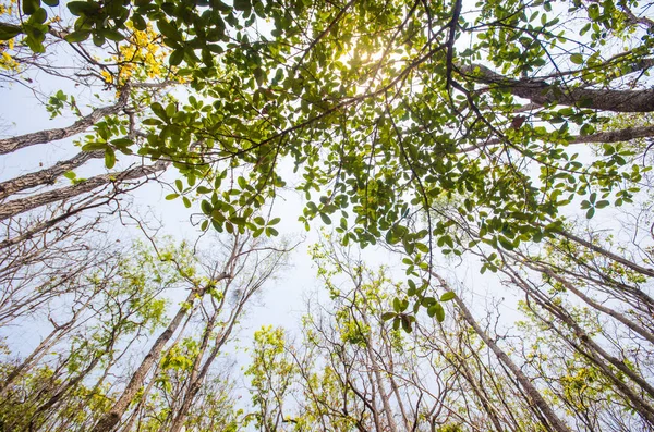 Baixo ângulo de luz solar através das árvores descem durante o dia . — Fotografia de Stock