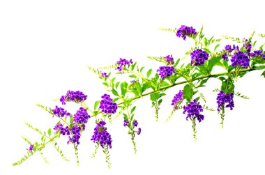 beyaz arkaplanda izole edilmiş mor çiçekler