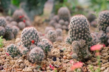  Green kaktüs Garden doğa  