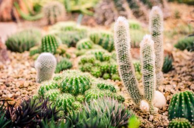  Green kaktüs Garden doğa  