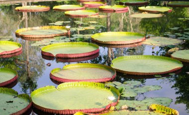 Yeşil ağaç yaprağı arka plan