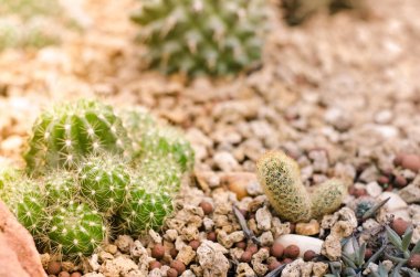 Green kaktüs Garden doğa 