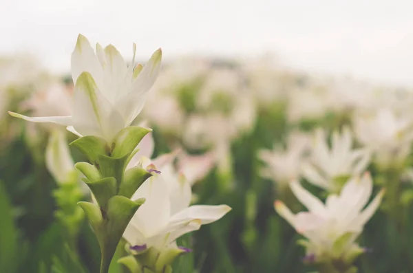 Bílý tulipán v zahradě — Stock fotografie