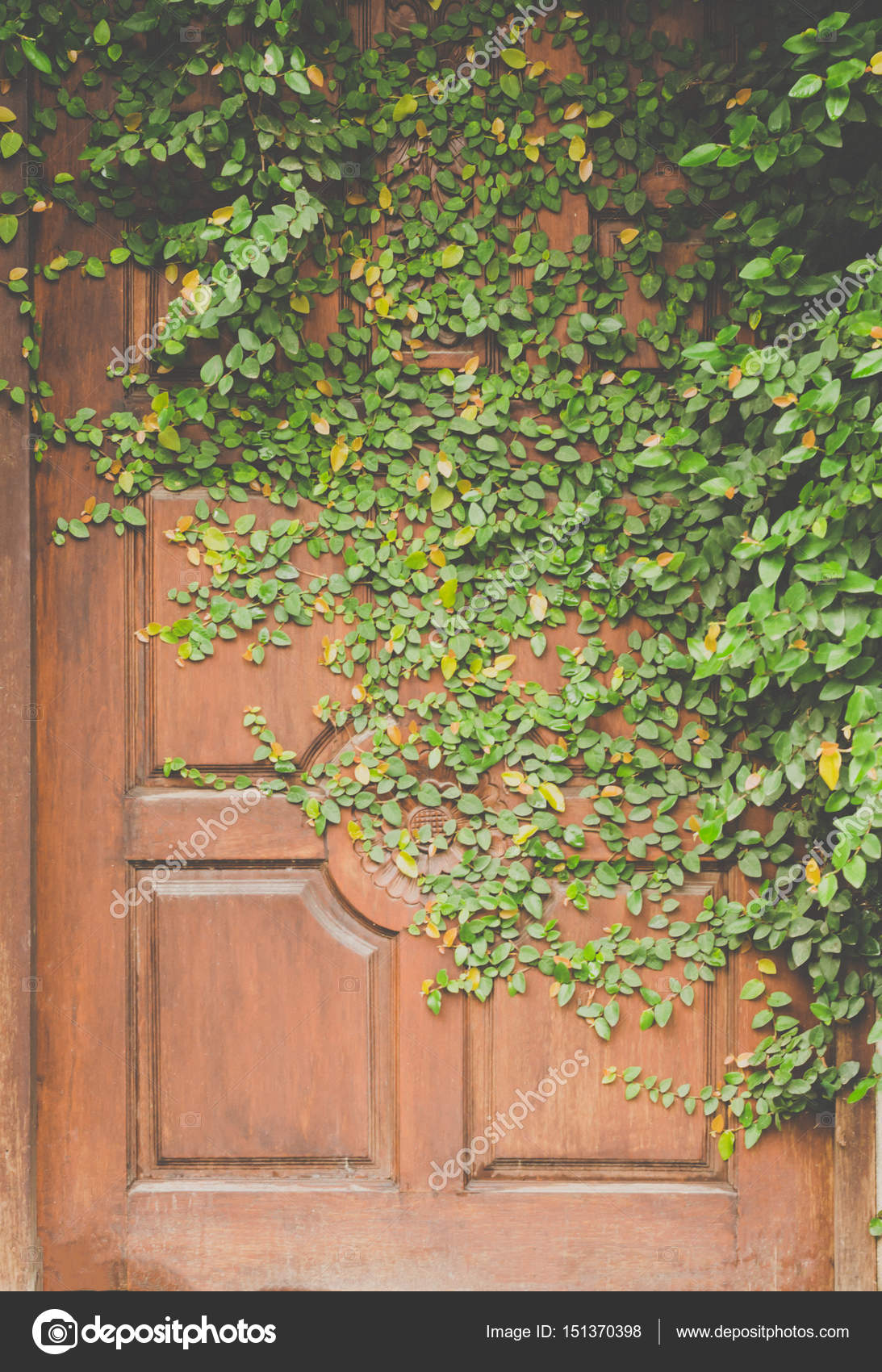 Leaves On Door Wall For Wallpaper Stock Photo C Photobyphotoboy