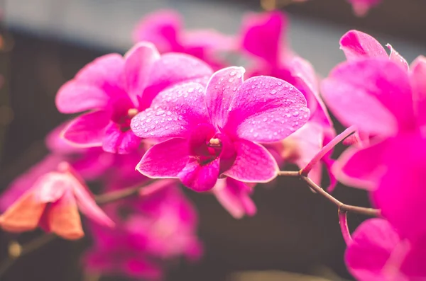Růžový orchideje Pěstování cibulovin — Stock fotografie