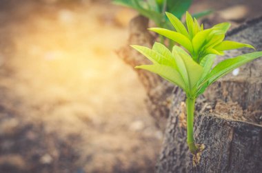 Yeşil ağaç bir yeni bu oldu sabah altın başlıyor