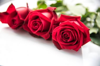 Kırmızı gül beyaz zemin üzerine yerleştirilir 