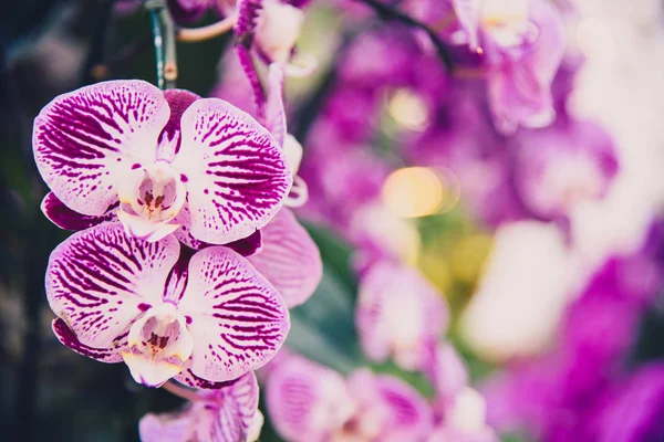 Lila Orchidea Kertben — Stock Fotó
