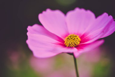 Pembe kozmos arka planda gökyüzü ile bahçede çiçek açar..