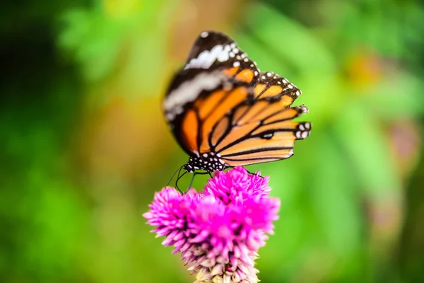 Butterflies fly to flower islands in the midst of nature.