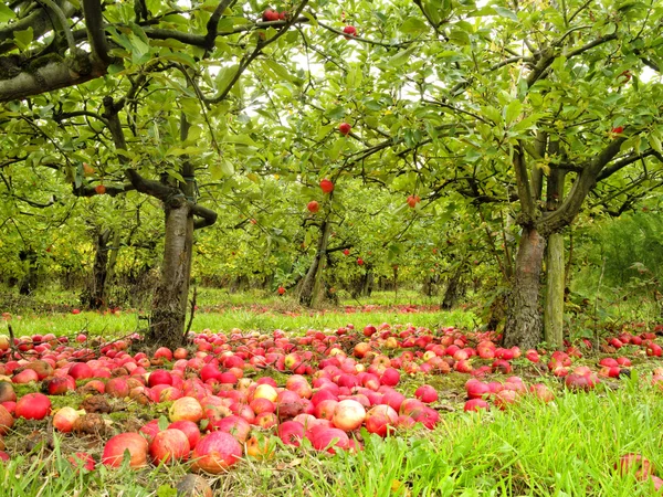 Rode appels onder de bomen in de herfst tuin — Stockfoto