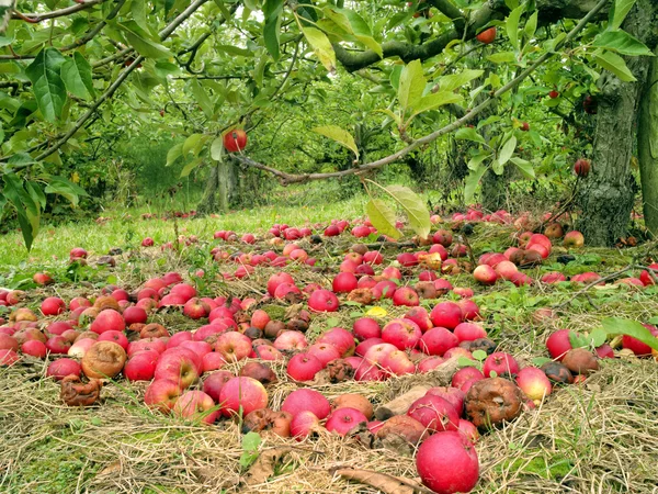 Rode appels onder de bomen in de herfst tuin gedaald — Stockfoto