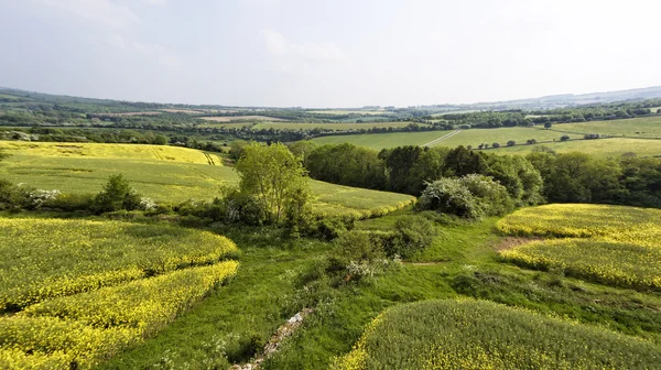 Colza gialla, campi di grano verde, sentieri coltivati lungo arbusti fioriti bianchi, alberi, nella campagna inglese — Foto Stock