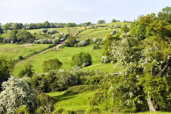 Campi verdi e prati su colline colorate con sentieri, alberi fioriti, arbusti — Foto Stock