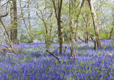 Bir ormandaki yabani blue Bell'de çiçekler bahar