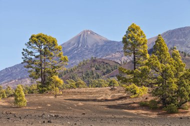 Çam ağaçlarının bir volkan yamacında