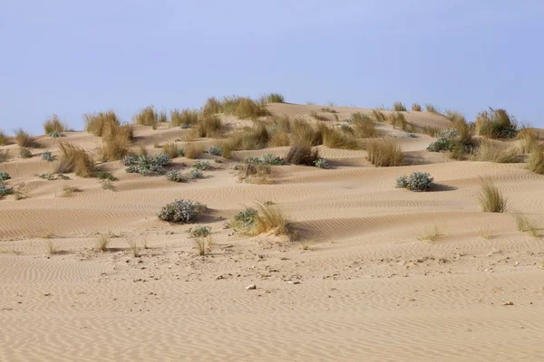 与沙地沙丘，野草丛生的海滩 — 图库照片