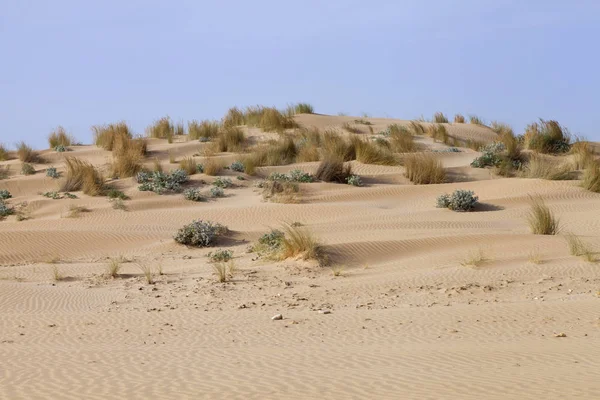 Beach with sandy dunes, wild grass — Stock Photo, Image