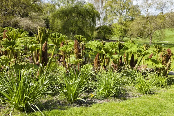 Dziki rabarbar w spring garden — Zdjęcie stockowe