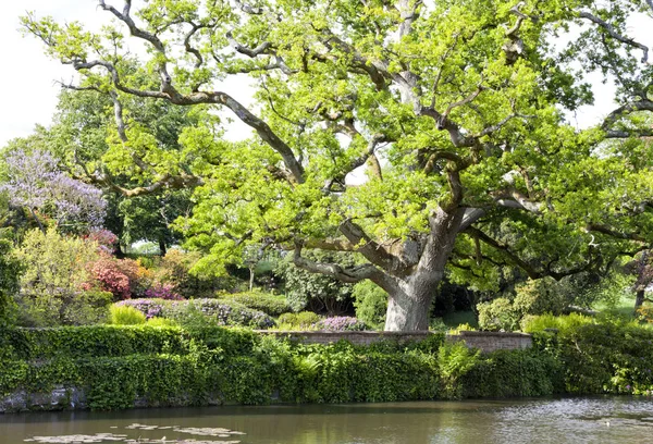Summer lake garden with an old oak tree — Stock Photo, Image