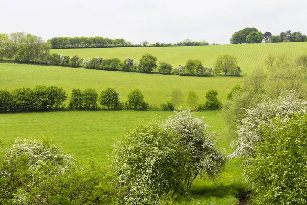 Campagna inglese con fattorie verdi, prati su una collina. Paesaggio estivo . — Foto Stock