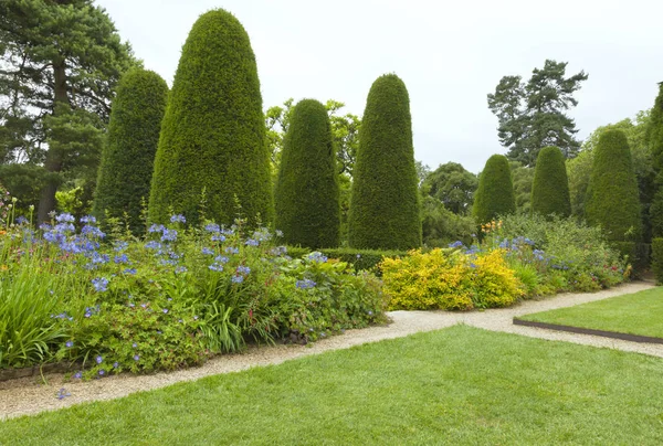 Conifere, alberi a forma di, fiori blu in forma, giardino estivo  . — Foto Stock