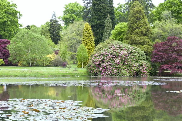 Ruibarbo orgánico en un jardín comunitario — Foto de Stock