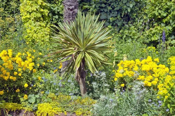 Colorido jardín de verano con una gran planta de yuca  . —  Fotos de Stock