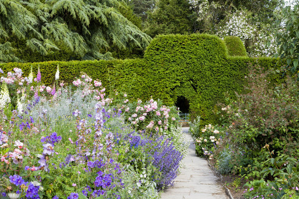 English summer garden in bloom, with high green hedge .