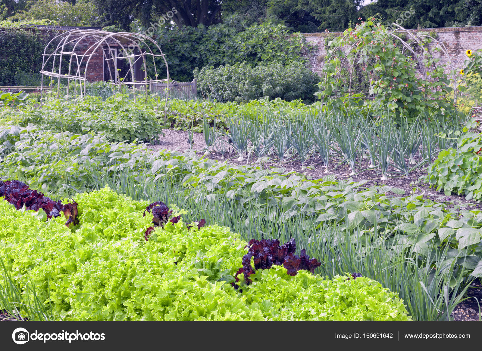 Vegetable Organic Garden With Lettuce Beetroot Beans Onion Potatoes Ready For Harvest Stock Photo Image By C Yolfran Vegetable Organic Garden With Lettuce Beetroot Beans Onion Potatoes Ready For Harvest Stock Photo Image By C Yolfran