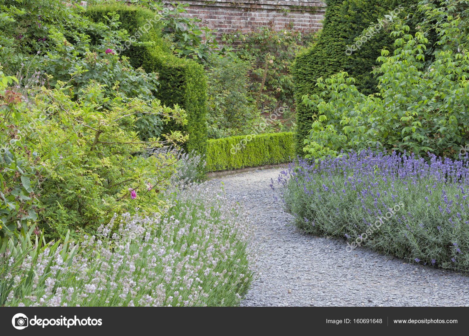 Purple and white lavender in a summer flowering garden . Stock Photo by