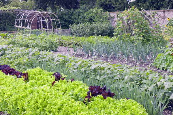 Ekologisk köksträdgård med sallat, rödbetor, bönor, lök, potatis, redo för skörd . — Stockfoto