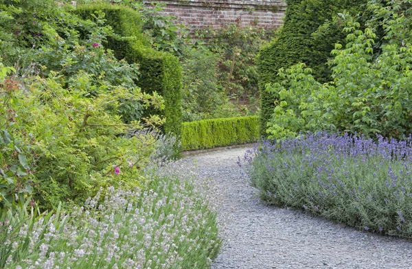 Lavanda púrpura y blanca en un jardín con flores de verano  . — Foto de Stock