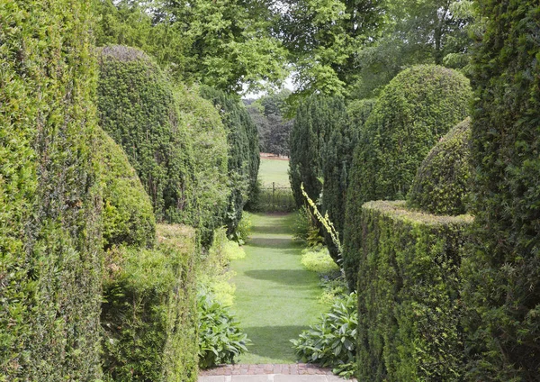 Sendero entre setos verdes recortados y moldeados  . — Foto de Stock